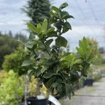 Mišpuľa (Mespilus Germanica) ´DUTCH GIANT´ - výška 170-210 cm, obvod kmeňa 8/10 cm, kont. C10L - NA KMIENKU
